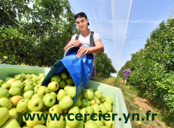https://cercier.yn.fr